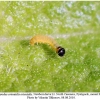 carch orientalis larva1